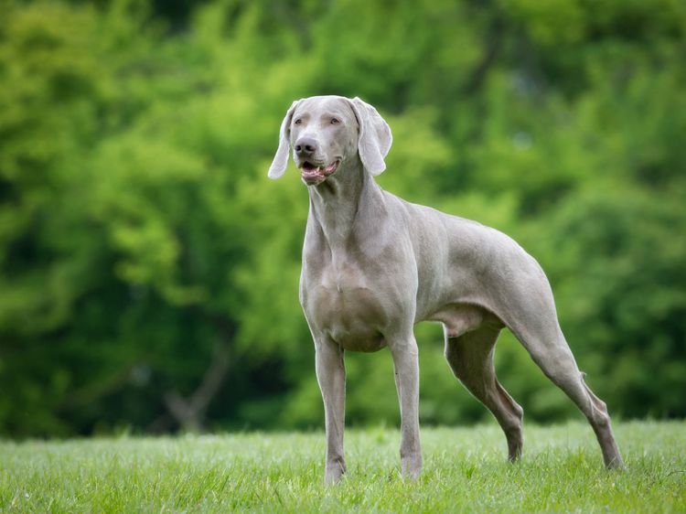 Le chien de chasse, Braque de Weimar, excelle dans son domaine